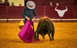 Protoiro adia o dia da Tauromaquia