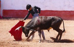 A Profundidade de Marco Peláez e o bom toureio de Roberto Benítez no 3º Festival “Quero Ser Toureiro