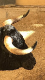 A ordem de lide dos Toiros para eata tarde em  La Mancha de Bolaños de Calatrava 