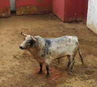 Os TOIROS PARA ESTA TARDE EM ZAFRA