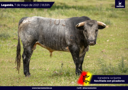 Os Novilhos para amanhã em Leganés 