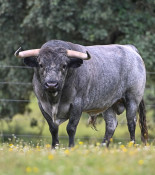 OS TOIROS DE VALE SORRAIA PARA O ENCERRAMENTO DA FEIRA TAURINA DA CHAMUSCA