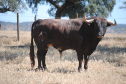 O “Zahara