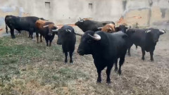 Os Garcigrande para hoje em Segovia   -   El arte huele a Segovia”