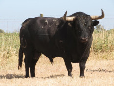 Os Canas de Vigouroux para Corrida nas Caldas da Rainha