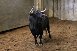 PESADOS E APROVADOS OS TOIROS DE VOLTALEGRE E NUÑEZ DE TARIFA PARA HOJE NO CAMPO PEQUENO. 