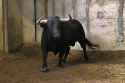 O peso e fotos dos toiros para hoje à noite no Campo pequeno