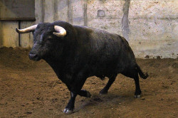 Aprovados os toiros da Ganadaria Vinhas para esta noite no Campo Pequeno. 
