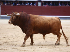 A Feira de San Isidro,a mais importante do mundo com 29 tardes.