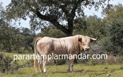Um dia de campo na casa Gregório de Oliveira