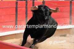 Fotos  -  da Grande Corrida de Toiros no Montijo !
