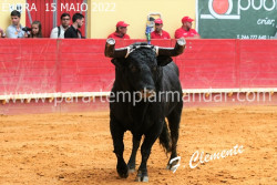 ÉVORA - 62º Concurso de ganadarias em Imagens