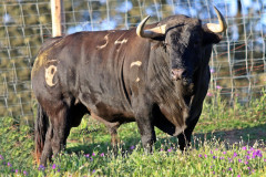 Os Toiros da Ganadaria dos Herds. Varela Crujo, para a corrida de hoje na Chamusca.