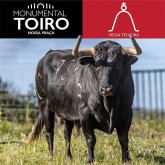 Os Toiros da Ganadaria Veiga Teixeira, para a corrida de hoje em Coruche