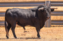 OS TOIROS PASSANHAS PARA A CORRIDA DA RIVALIDADE E COMPETIÇÂO 