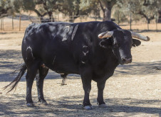 Os Graves para a Corrida dos Matadores dia 14 