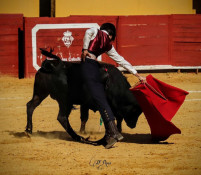 ESCOLA DE TOUREIO DA MOITA - JOAO MEXIA EM JEREZ DE LOS CABALLEROS