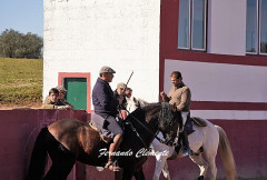 Ganadaria de Paulo Caetano no Festival na Palha Blanco.