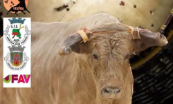 FORCADOS DE ARRUDA ORGANIZAM MAIS UMA VACADa