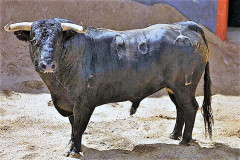 Os toiros para a 4ª do abono de Sevilha.