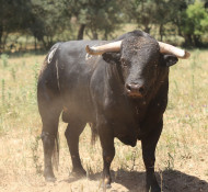 Os toiros para a corrida Mista na Arruda dos Vinhos -  Domingo 11 de Junho