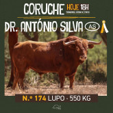 Os Toiros da ganadaria Dr. António Silva para hoje em Coruche 