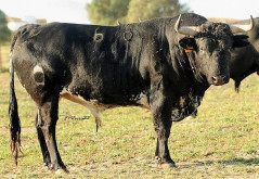 OS TOIROS PARA HOJE EM ÉVORA 