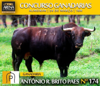 OS  TOIROS PARA O CONCURSO DE GANADARIAS EM ALMEIRIM.
