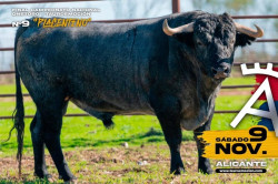 Os imponentes Toiros de Victorino Martín para a final do campeonato de recortadores  'Onetoro'