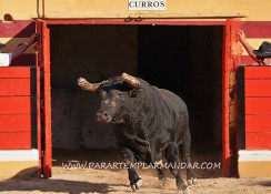 Apresentados os carteis da Feira Taurina Abiul 2025