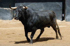 Os Toiros de Toiros de Cortés para esta tarde.