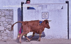 Bons momentos de Toureio na Festa de Campo,