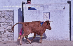 Bons momentos de Toureio na Festa de Campo,
