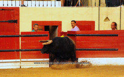 Imagens da 1ª Corrida Bombeiros Voluntários de Setúbal 6-7-2013 