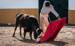 Treino de Velásquez e Cláudio Miguel na Herdade das Místicas