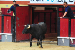 Imagens da tradicional garraiada da sardinha assada 2013