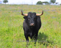 UM DIA DE CAMPO NA GANADARIA DE JOSÉ LUÍS COCHICHO