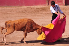 A Academia de Toureio do Campo Pequeno participou em mais um tentadero, desta vez na ganadaria de Falé Filipe.
