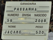 CAMPO PEQUENO 23-8-2012