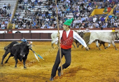 Imagens de Coruche  Variedade Taurinas  02-08-2014
