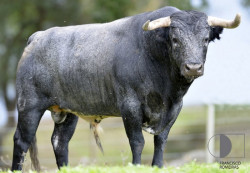 Os Vinhas para a Corrida de Gala