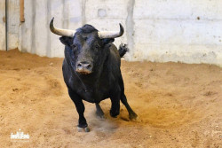 Os Canas Vigouroux para o Campo Pequeno