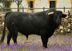  Imagens do Toiros de Murteira Grave para Vila Franca 