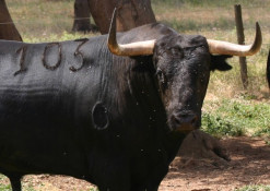 DIAS 16 E 17 A EMOÇÃO ESTARÁ PRESENTE EM ARRUDA DOS VINHOS