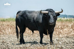 Os Canas Vigouroux para o Campo Pequeno