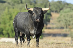 CORUCHE SERÁ PALCO DA CORRIDA DO ANO