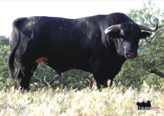Os Veiga Teixeira para Coruche